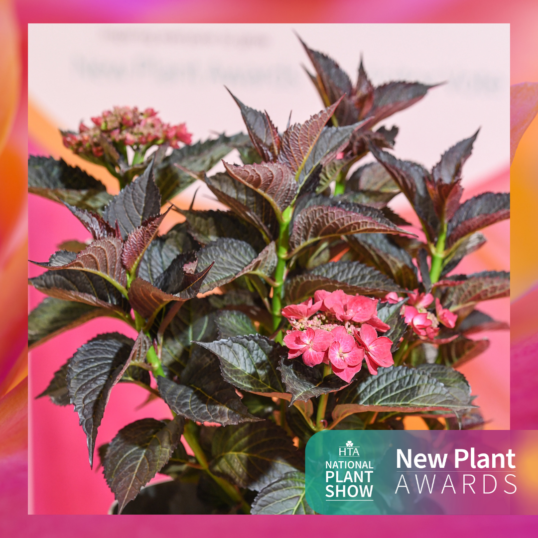 Best In Category: Shrubs (including Conifers)