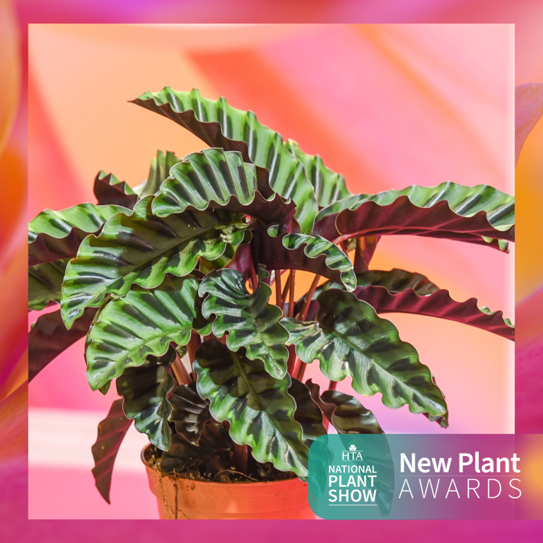 Best In Category: Foliage Houseplants