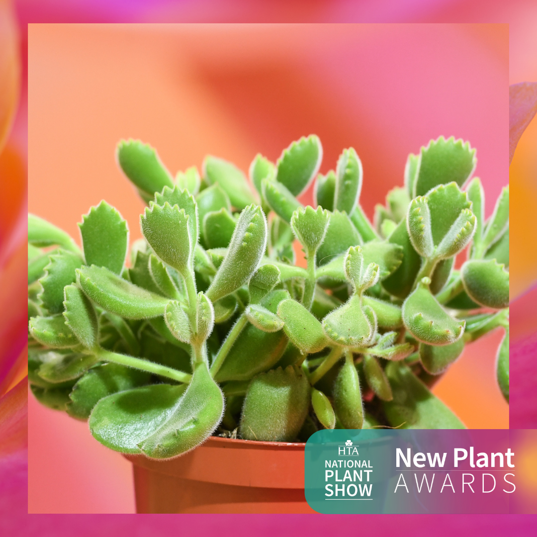 Best In Category: Cacti & Succulents