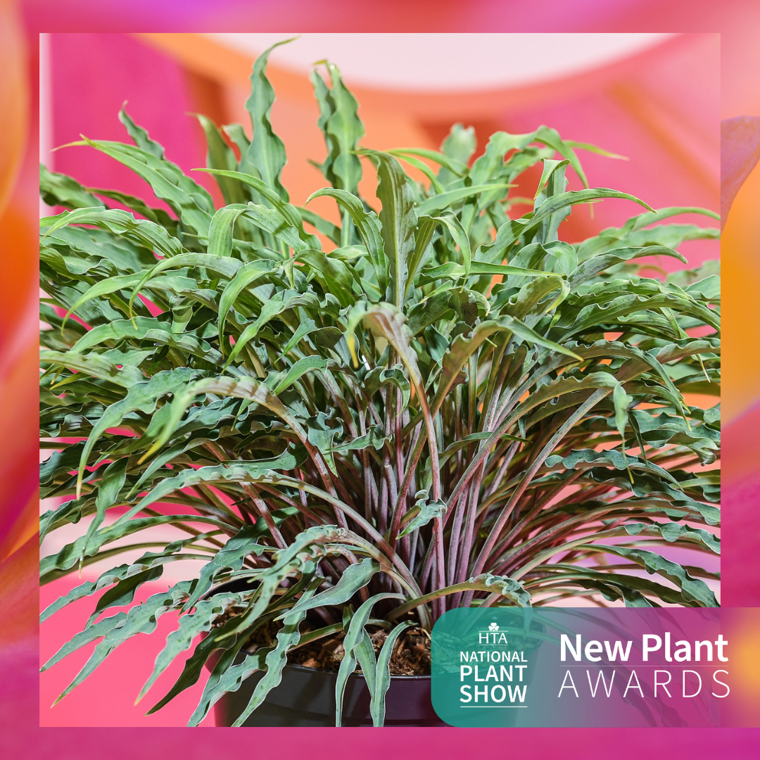 Best In Category: Herbaceous Perennials