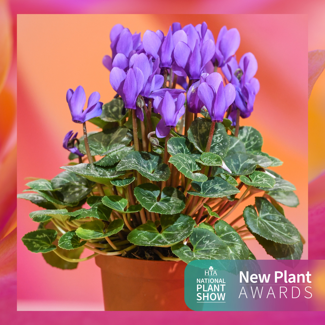 Best In Category: Flowering Houseplants